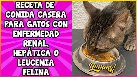 porno de gatos|gatos videos